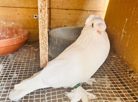 JDB pigeon