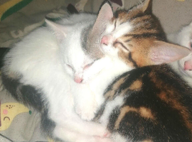 Looking for future homes for 2 kittens