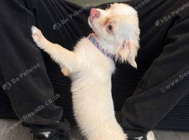 Affectionate female chihuahua puppy