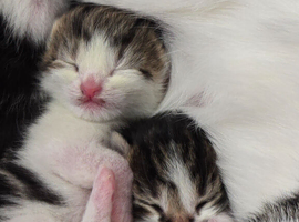 One black white and 2tabby