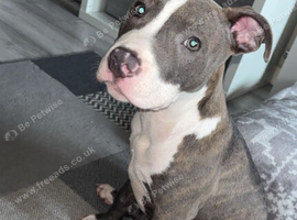 7 month old Staffordshire bull terrier