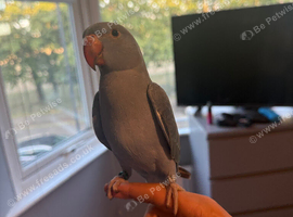 11 weeks old Indian Ringneck