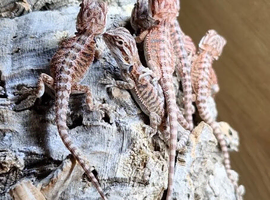 Bearded dragon baby's for sale