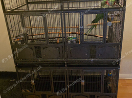 Pair of alexandrine parrots