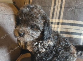 Beautiful shihpoo baby's 6 left ready to leave Friday