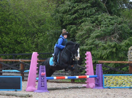Lovely black cob for sale