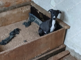 Whippet boy kc registered last one