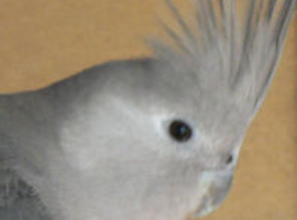 5 hand reared tame Whitefaced cockatiels with dna