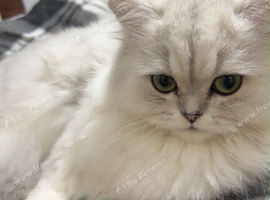 Cat sale