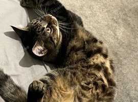 1 year old Tabby cat for rehoming