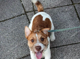 Puppy for sale