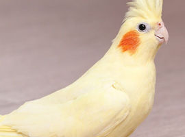 Good Home waiting for unwanted female cockatiel