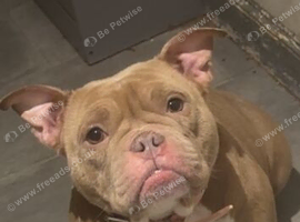 Micro/exotic bully female