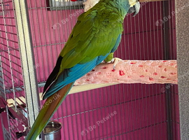 Lost illliger macaw