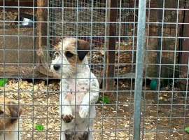 Loving Homes Wanted for Three Jack Russell Boys