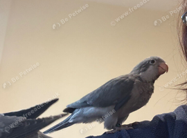 Mauve Quaker babies very tamed