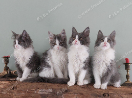 Maine coon x Ragdoll 12 week kittens 2 male 2 female