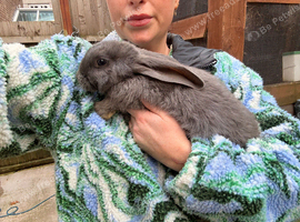 Continental Giant X New Zealand White Doe Bunnies