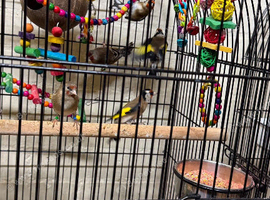 Gold finches