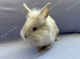 Lionhead babies