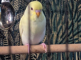 Young budgies two left