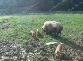 Pedigree Oxford Sandy and Black Weaners