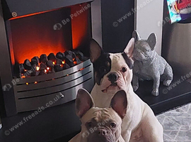 French bulldogs