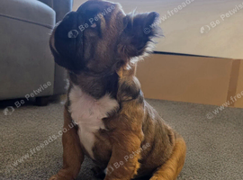 Fluffy kc reg french bulldog