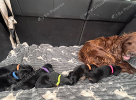 Spaniel cross pups