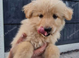 German shepherd puppies