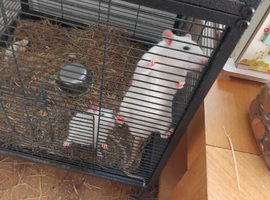 4 pet rats