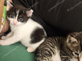 Beautiful kittens