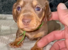 Stunning Purebred Miniature Dachshund Puppies - Chocolate & Tan Parents