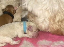 Cavapoochons fully health tested parents