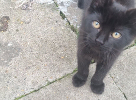 Mocco needs a forever home