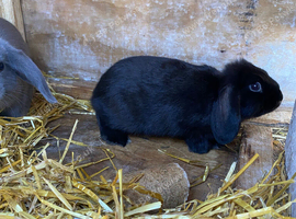 Mini lops