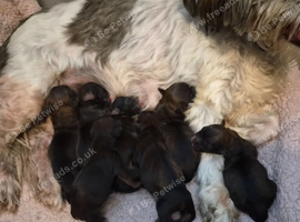 Beautiful shorkie puppies (Shih-tzu x Yorkshire terrier)- family raised