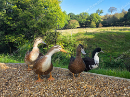 2 hand reared Drakes