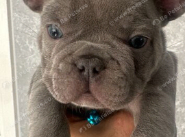 Beautiful kc registered French bulldog puppies