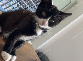 Male kitten