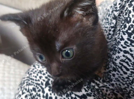 Kittens ready now