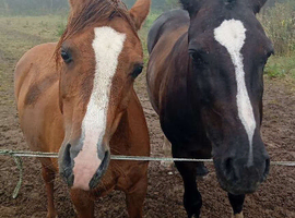 12.2hh mare for sale