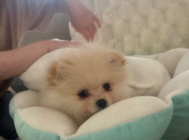 8 month old Pomeranian