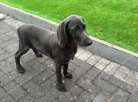 Gorgeous Weimaraner - Female