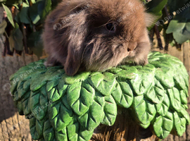 Pure mini lion lop babies