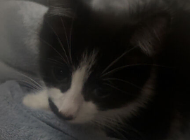 british short hair kitten