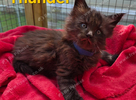 Maine Coon kittens for sale