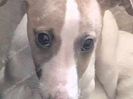 Fawn and whippet whippet bitch