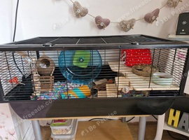 X-L Hamster cage & accessories