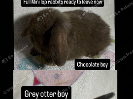 Boy Mini lop rabbits looking for a new home